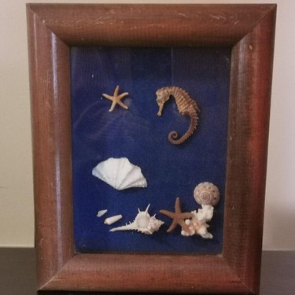 Vintage Shadow Box Nautical Mixed Seashell Seahorse Wall Art Work 8.5 x 10.5 in
